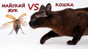 Майский жук против кошек. Настя и Вика