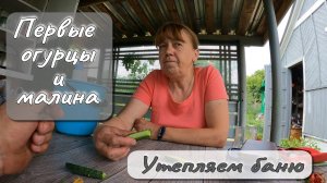 ПЕРВЫЕ ОГУРЦЫ И МАЛИНА  УТЕПЛЯЕМ БАНЮ