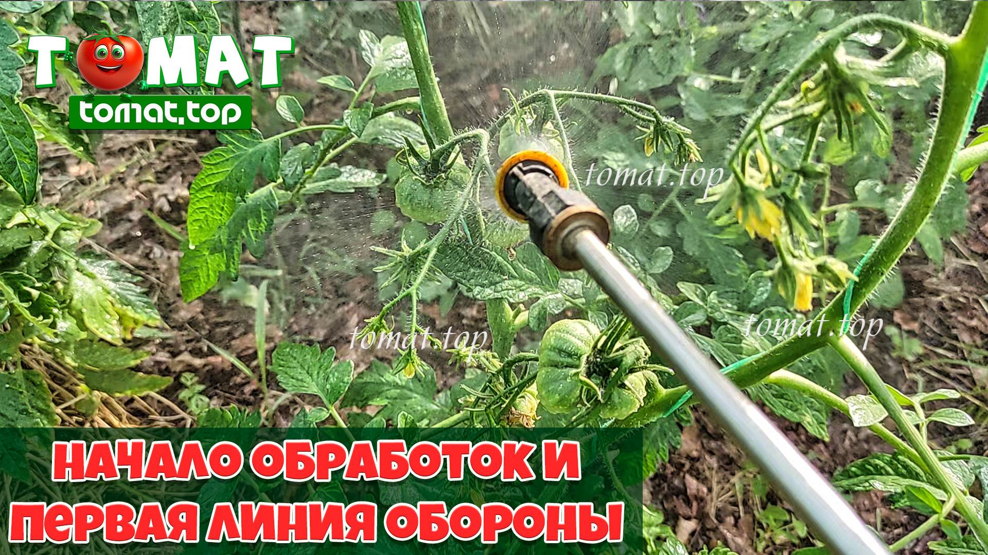 Начало обработок томатов и полноценное питание как главная линия обороны от болезней