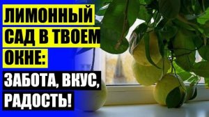 ⚪ Как вырастить из косточки лимона растения 🎯