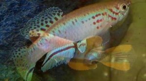 РЫБКА  АФИОСЕМИОН  АМИЕТА  АКВАРИУМИСТИКА