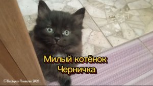 Милый котёнок Черничка