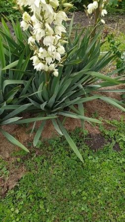 Юкка (лат. Yucca) —  Это вечнозелёные древовидные многолетники.