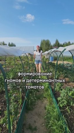 Как формировать томаты в открытом грунте и ухаживать за томатами-гномами 🍅