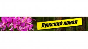 Прямая трансляция. Лужский канал.