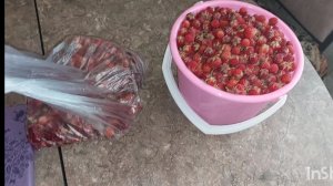 Запасаемся ягодами