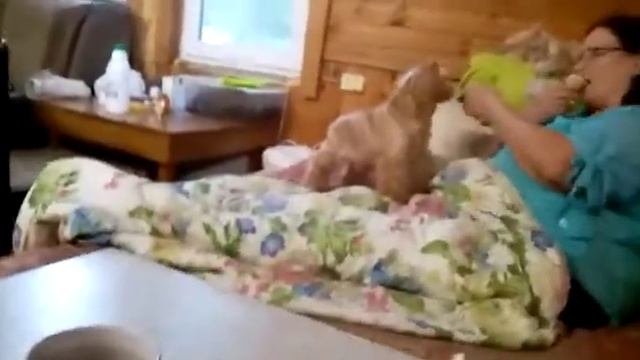 Дача Алёся,Ринго и Каспер смотреть онлайн