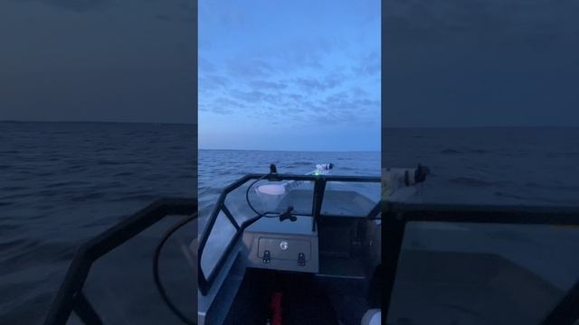 Неплохо половили в волну судака,берша,окуня.
Ветер был крепкий,но судак клевал