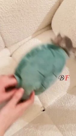 Animalsvideo5