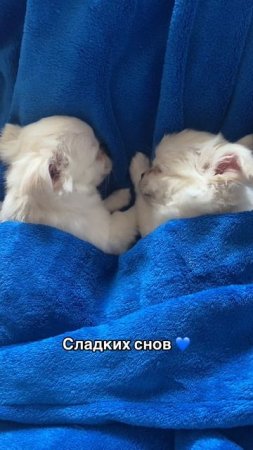 Добрых снов 💤