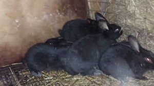 Крольчата Серебристого кролика