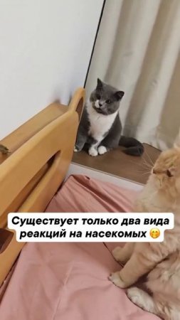 Серый котик- мой человек😂