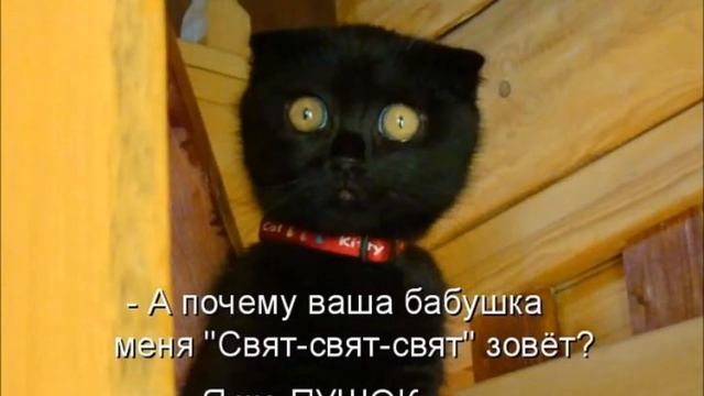 Чёрный кот