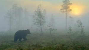 ВСТРЕЧА С МЕДВЕДЕМ! . Охота на Утку. На ловили Рыбу!