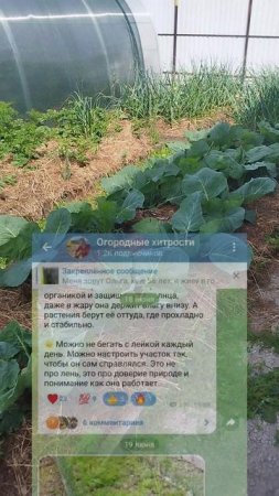 Лучшая подкормка