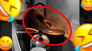 КОТ ПРИГОТОВИЛ ЯИШНИЦУ! ОЧЕНЬ УМНЫЕ ЖИВОТНЫЕ! ВИДЕО ВЗОРВАЛО ИНТЕРНЕТ!😲