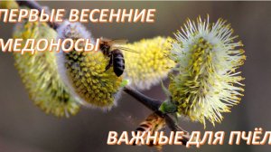 ПЕРВЫЕ ВЕСЕННИЕ МЁДОНОСЫ ВАЖНЫЕ ДЛЯ ПЧЁЛ