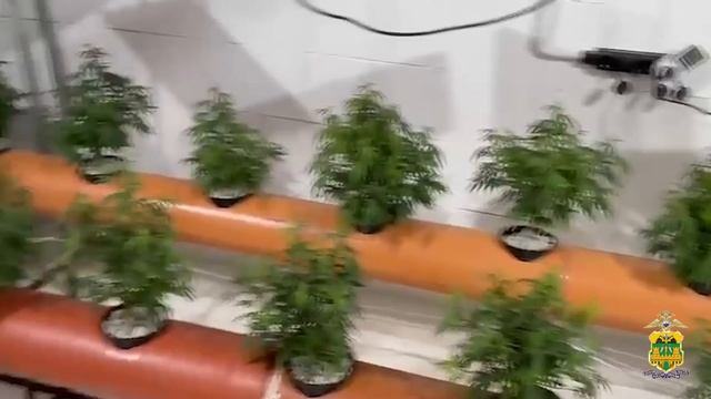 В Краснодарском крае задержан наркоаграрий, культивировавший коноплю