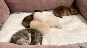 Котятам кошки Кайли девять дней.