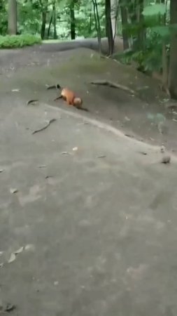 Две Белки пришли за орешками