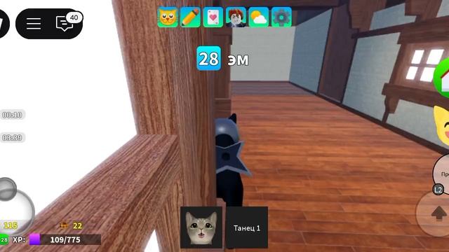 чёрный котик