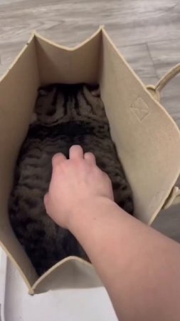 Котя