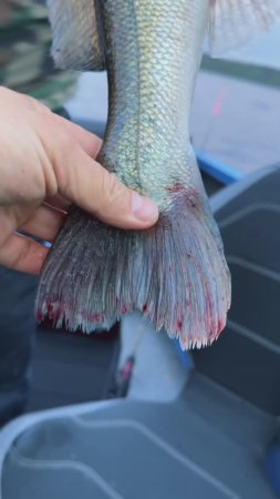 Что с этой рыбой?? #fishing #music #рыбалка #рекомендации #судак