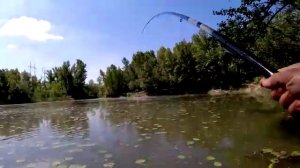 Рыбалка на поплавок в кувшинках. Хитрые Карпы ,но мы хитрее.