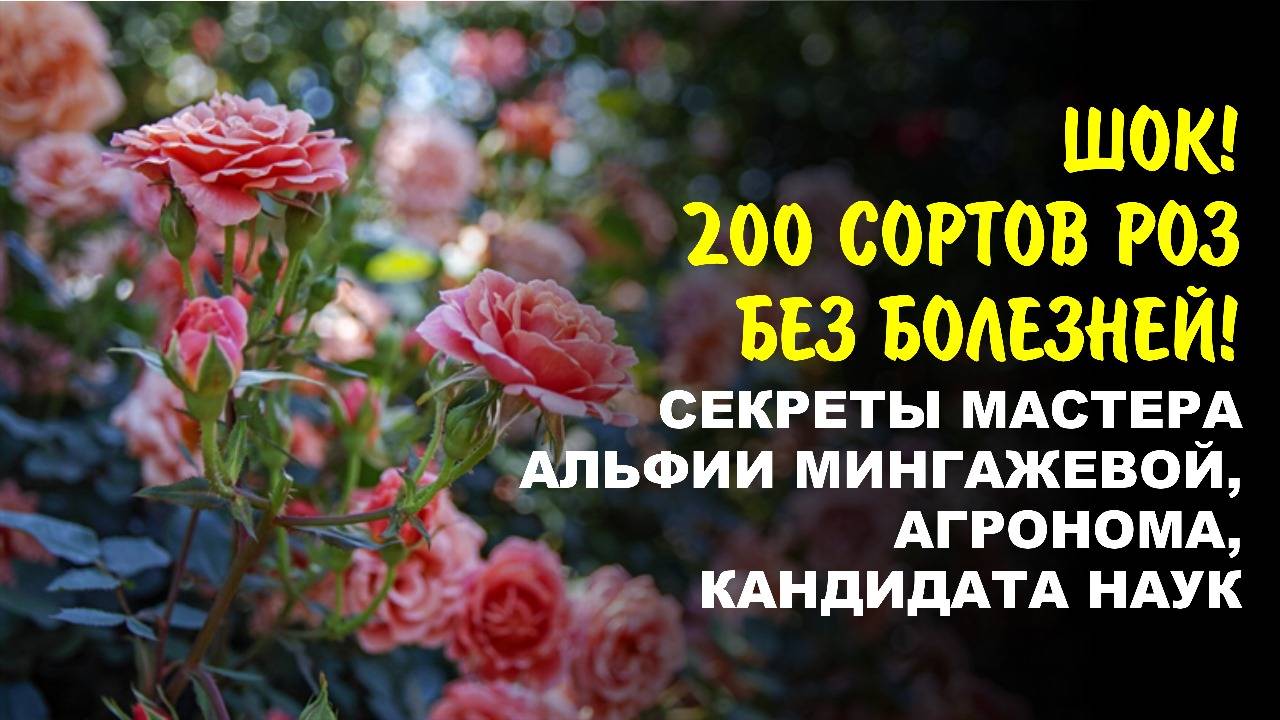 Мои розы цветут как сумасшедшие. Кормилица Микориза, Фитоспорин, Гуми-Оми и другие биопрепараты