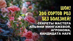 Мои розы цветут как сумасшедшие. Кормилица Микориза, Фитоспорин, Гуми-Оми и другие биопрепараты