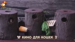 Видео для кошек про крысок развлекать питомцев 🐭🐀😂 (171)