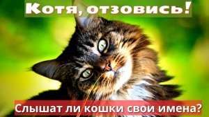 Котя, отзовись! Слышат ли кошки свои имена?