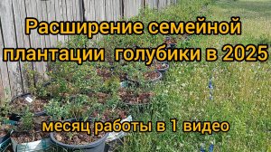 Мы расширяемся! Изменения на семейной плантации голубики в Подмосковье за месяц