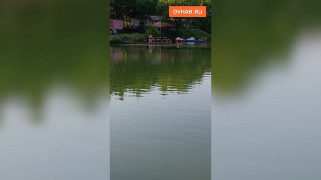 Состояние популярного озера в Южном беспокоит хабаровчан