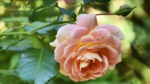 Радовать-Майк Самойленко @2025@ Студия Сочи Владимир+Мила