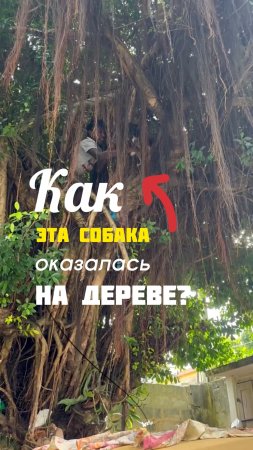 Самая странная история про обезьян