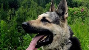 ТРОДОС.БАРВИТТЕРА ПРК 21.06.25 г (Мищенко Д)