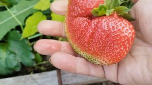 Мой урожай клубники. Результат после всех подкормок.