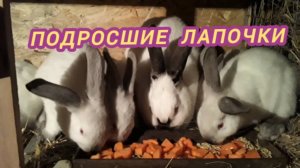 Подросли  лапочки. 🐇