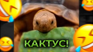ЧЕРЕПАХА СЪЕЛА КАКТУС! СМЕШНЫЕ МОМЕНТЫ С ЖИВОТНЫМИ! 🌵🐢