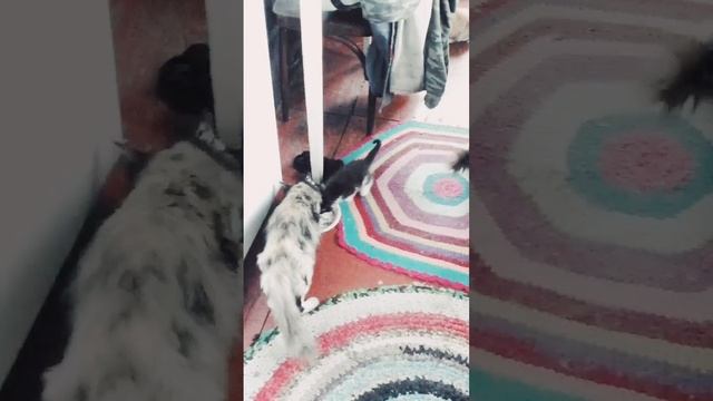 HwVideoEditor_2025_06_25_125553622.mp4