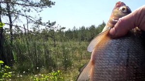 ОТЛИЧНАЯ рыбалка с берега. ЛОВЛЯ ЛЕЩА-ПОДЛЕЩА НА ПОПЛАВОЧНУЮ УДОЧКУ.
