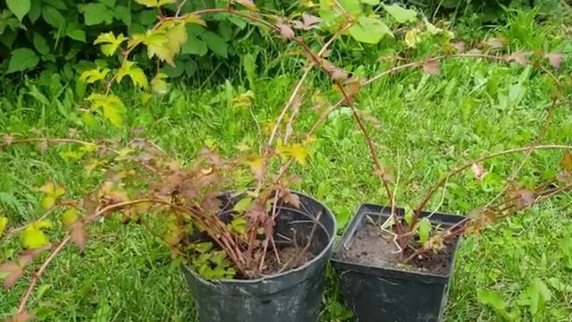 Мой летний сад часть (12)