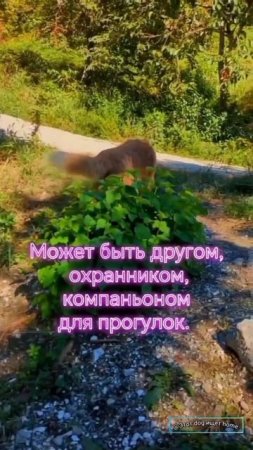 Грусть на сердце