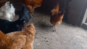 Обстановка в Краснодарском крае
