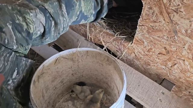 Черничный Хутор. Разорвались бы на ТРИ ДОМА если бы не помогли ЛУЧШИЕ ПОМОЩНИКИ.