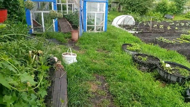 ...и ПРО ОГОРОД (продолжение) / УРАЛЬСКИЙ огород в ИЮНЕ
