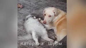 Собака и кот - деревенские будни