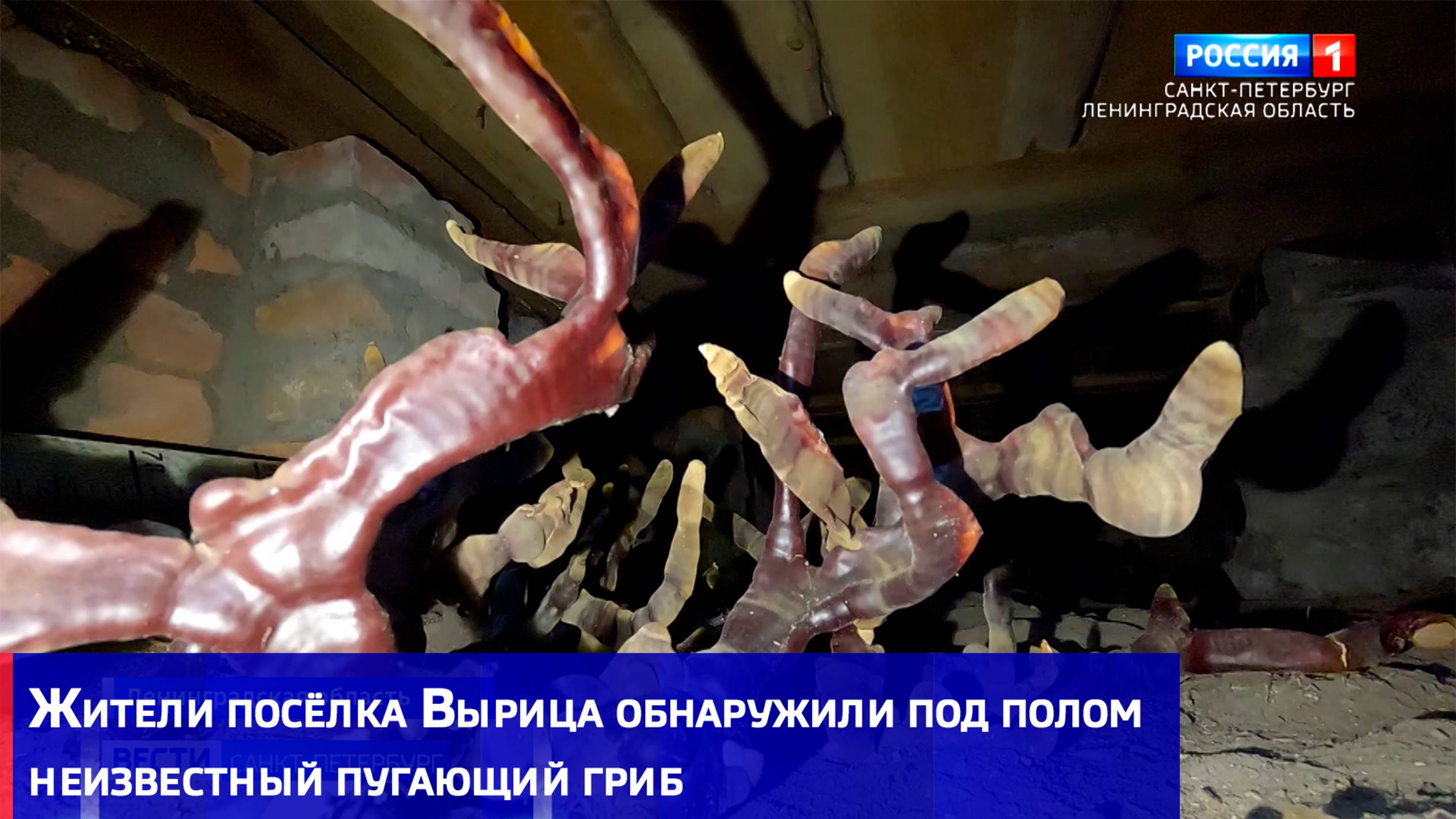 Жители посёлка Вырица обнаружили под полом неизвестный пугающий гриб