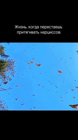 Как выглядит жизнь после исцеления от нарциссов?